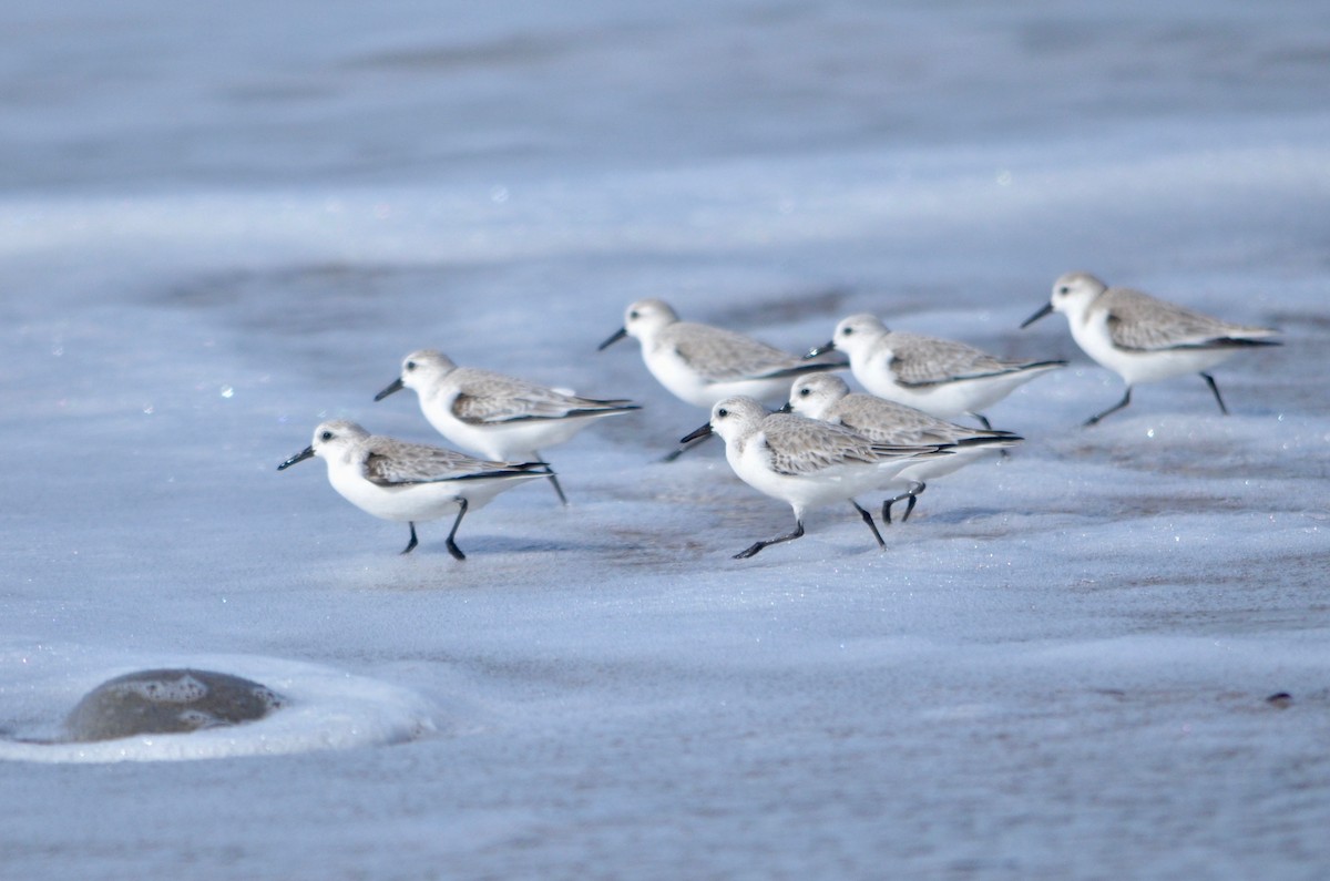 Sanderling - Theadora Block