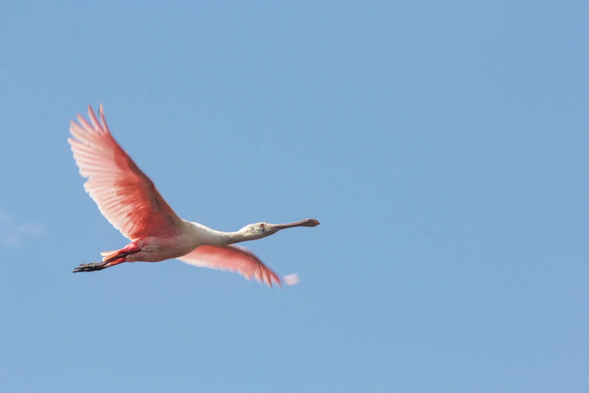 Roseate Spoonbill - Gisele Milare