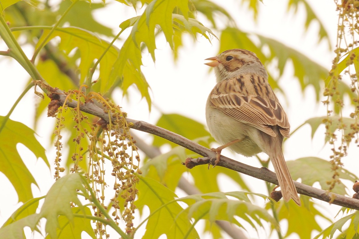 Clay-colored Sparrow - ML469475341
