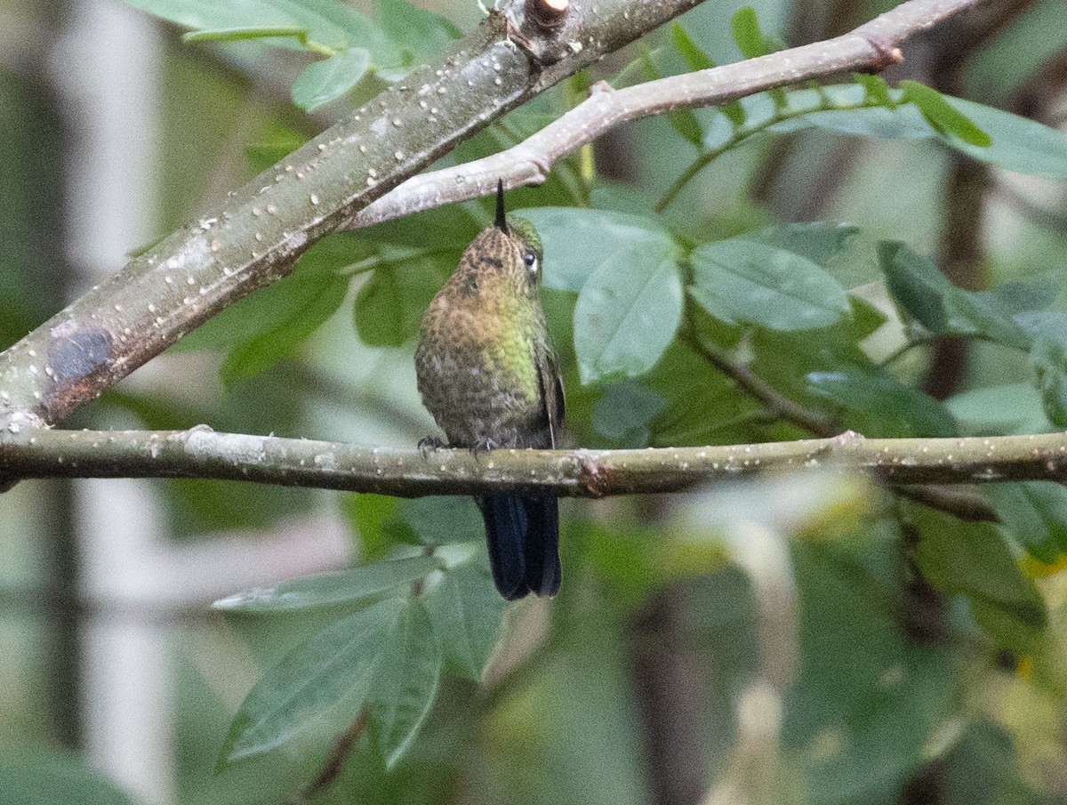 kolibřík dřišťálový - ML469475451