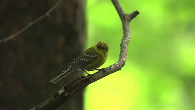 Pine Warbler - ML469476