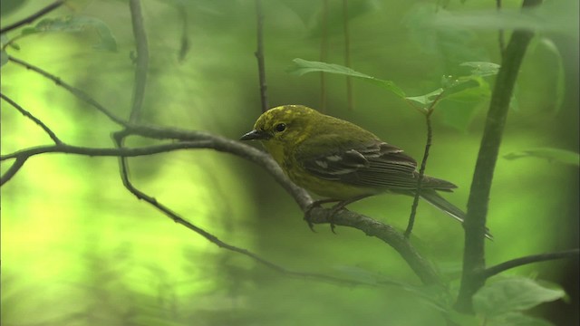 Pine Warbler - ML469477