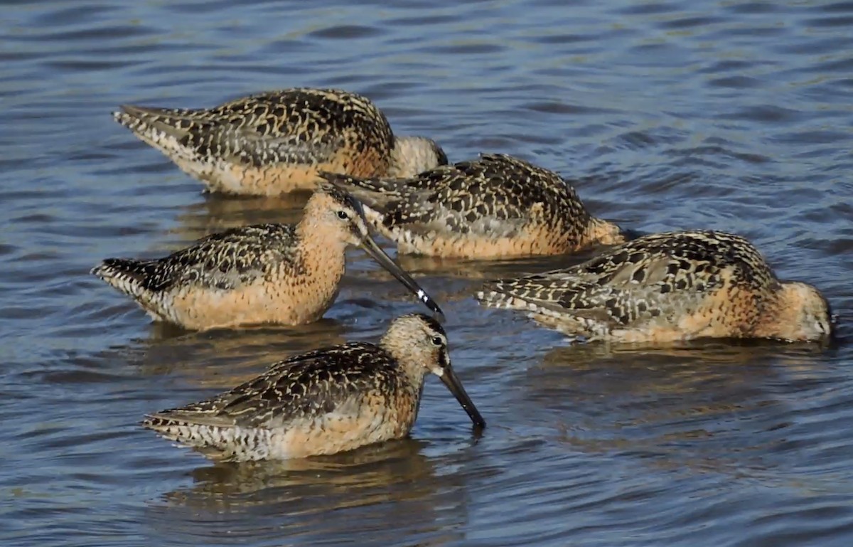 Long-billed Dowitcher - ML469478311
