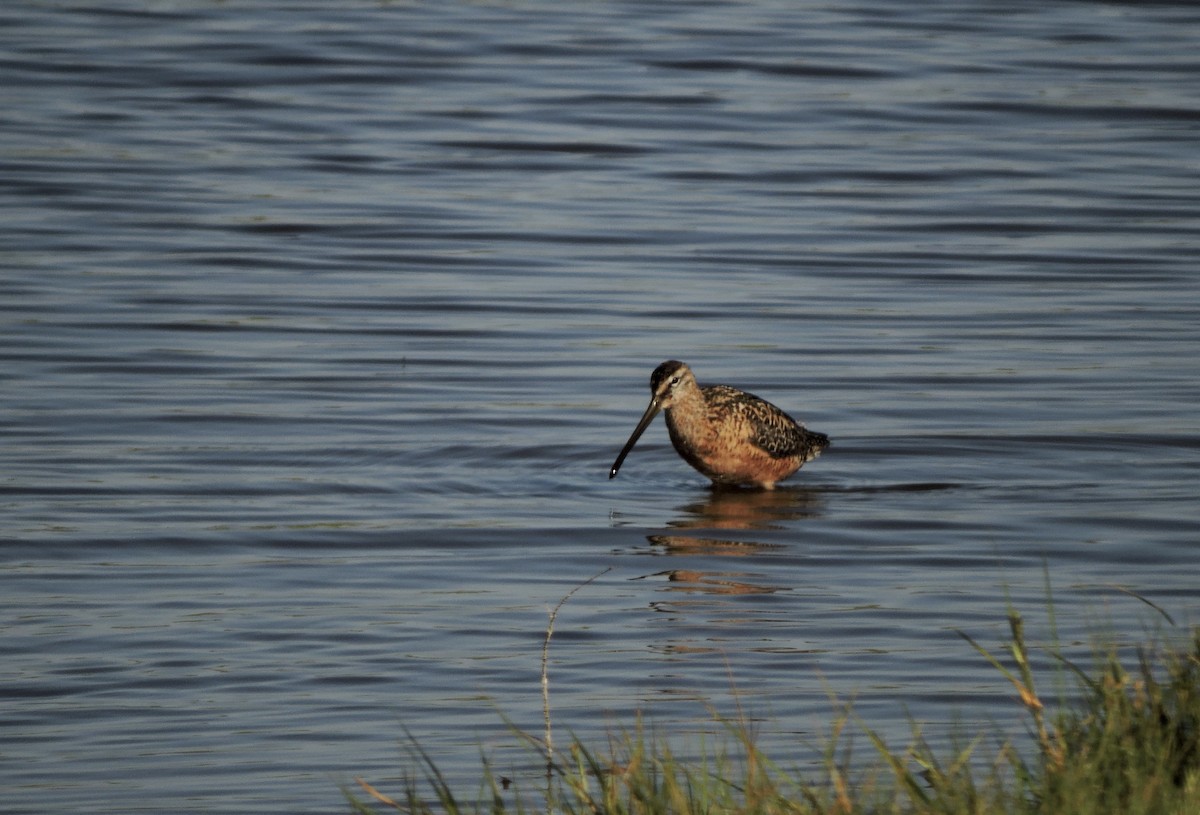 Long-billed Dowitcher - ML469478321