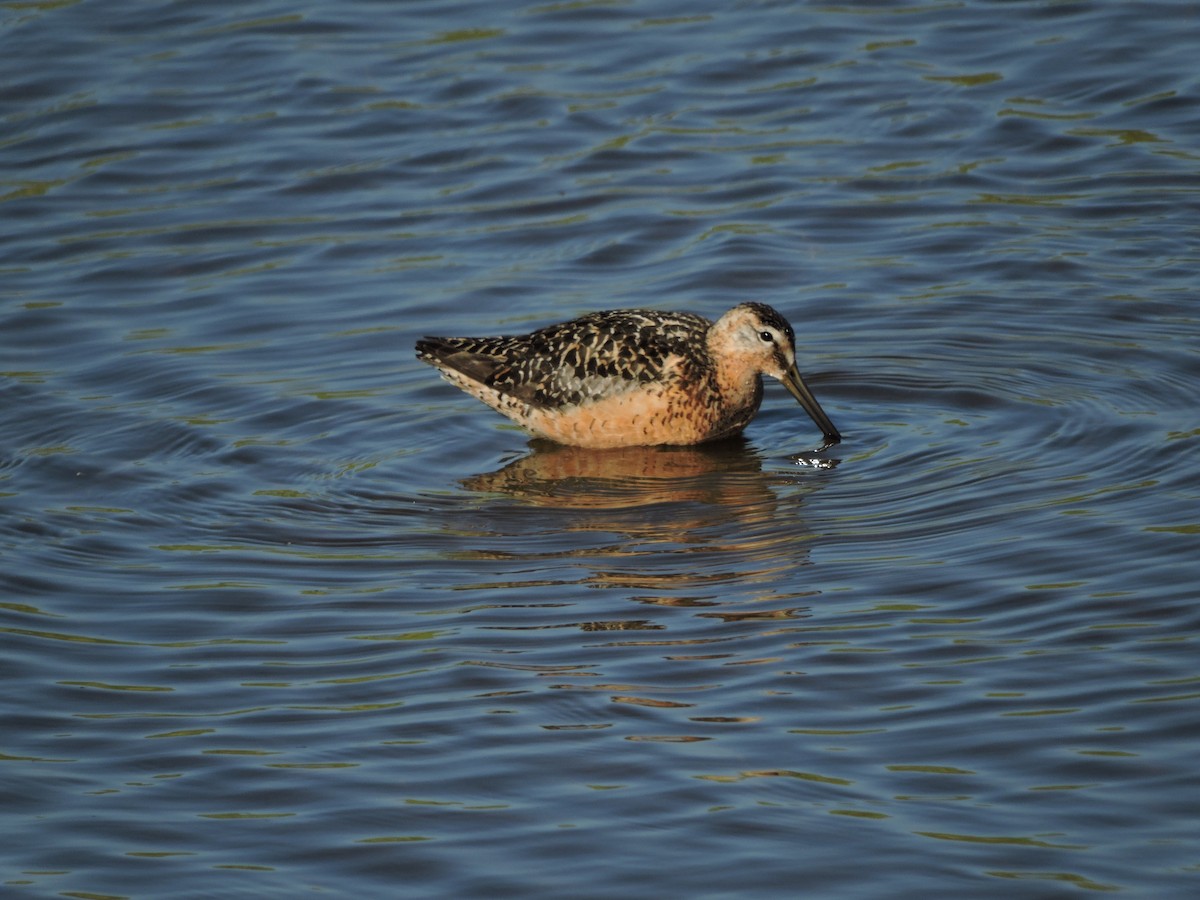 Long-billed Dowitcher - ML469478351