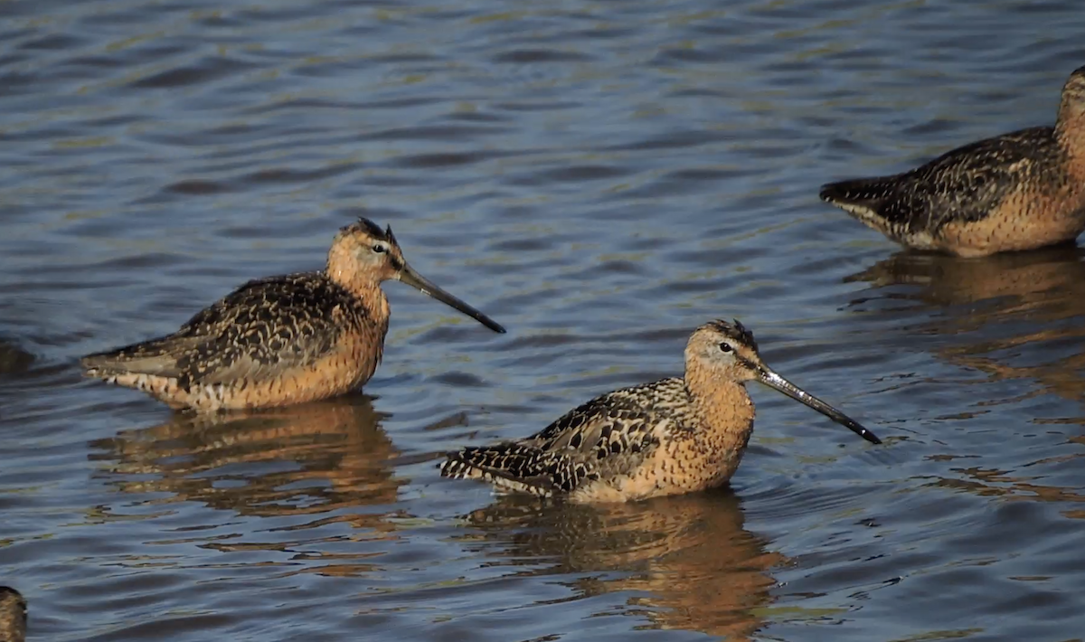 Long-billed Dowitcher - ML469478371