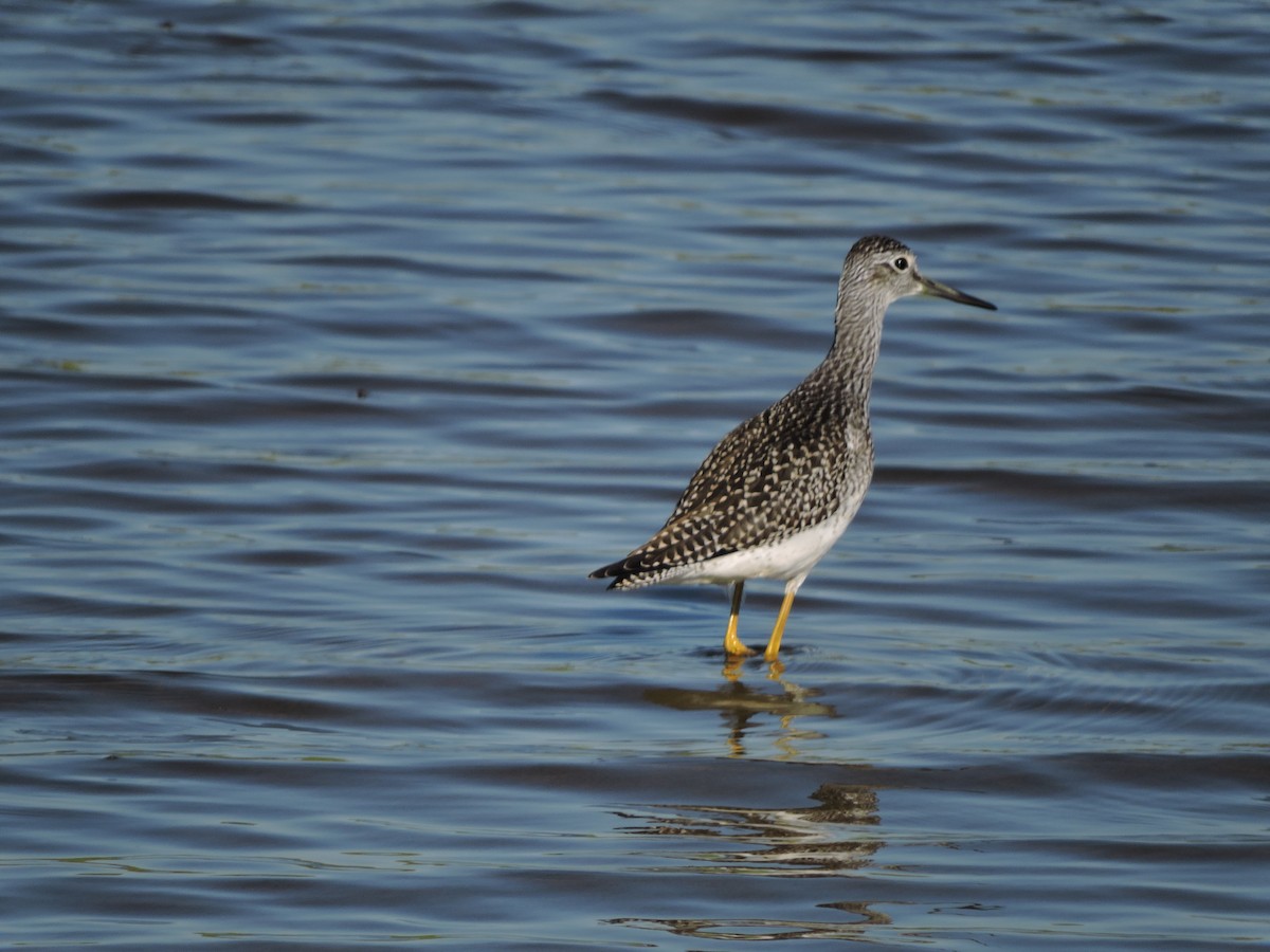 Greater Yellowlegs - Daniel Casey