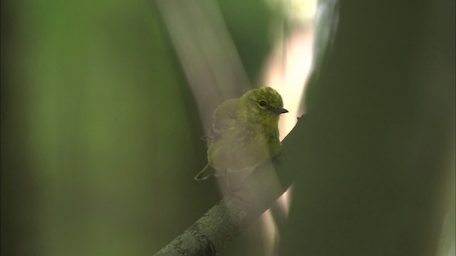 Pine Warbler - ML469479