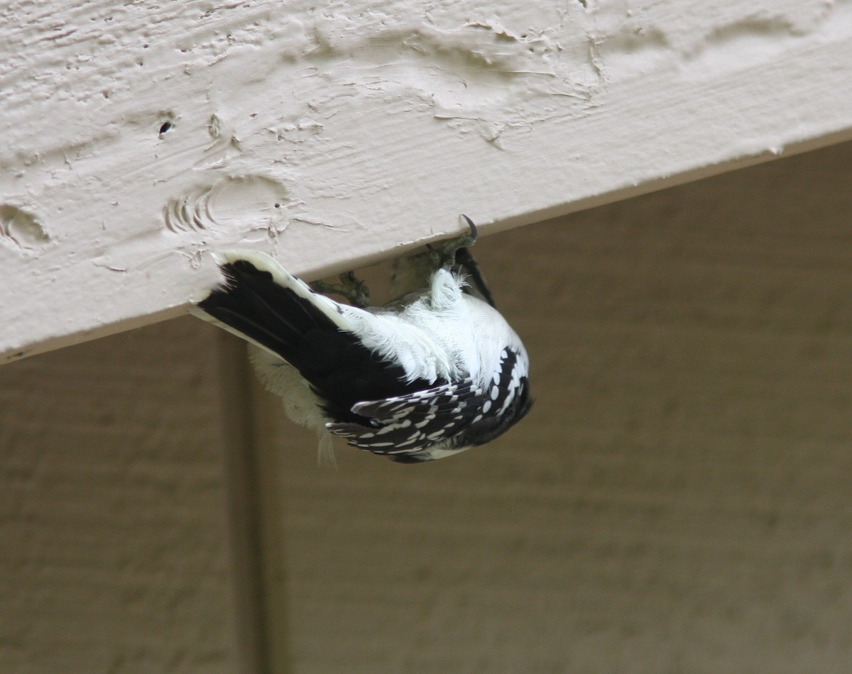 Downy Woodpecker - ML469479631