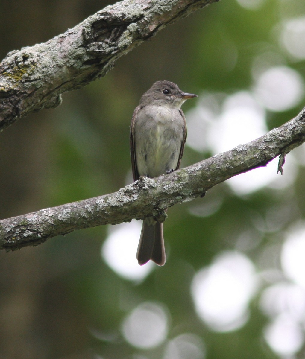 Eastern Wood-Pewee - ML469479681