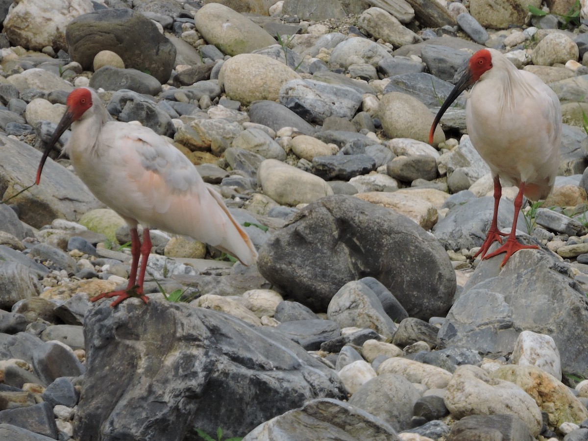 ibis čínský - ML46947981