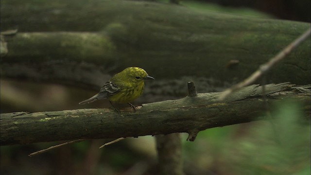 Pine Warbler - ML469480