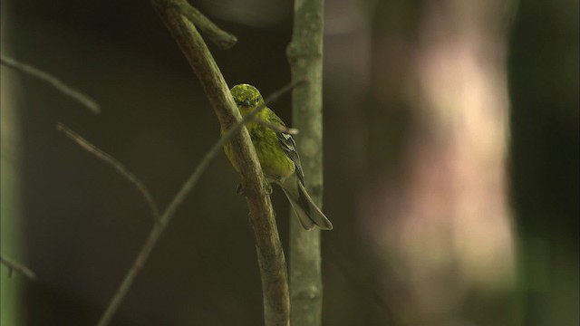 Pine Warbler - ML469481