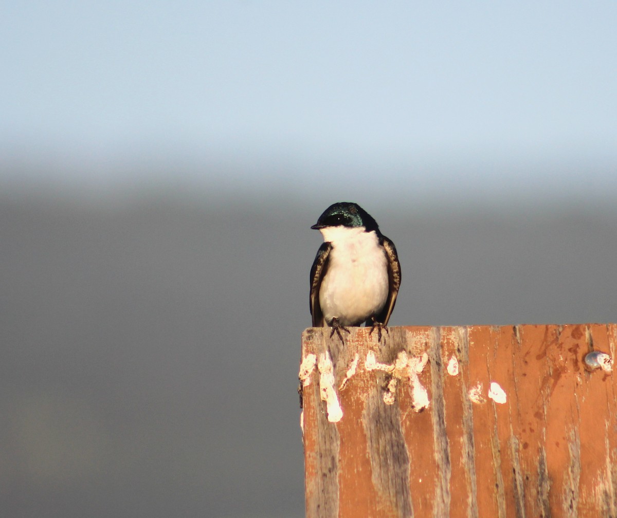 Tree Swallow - ML469481021