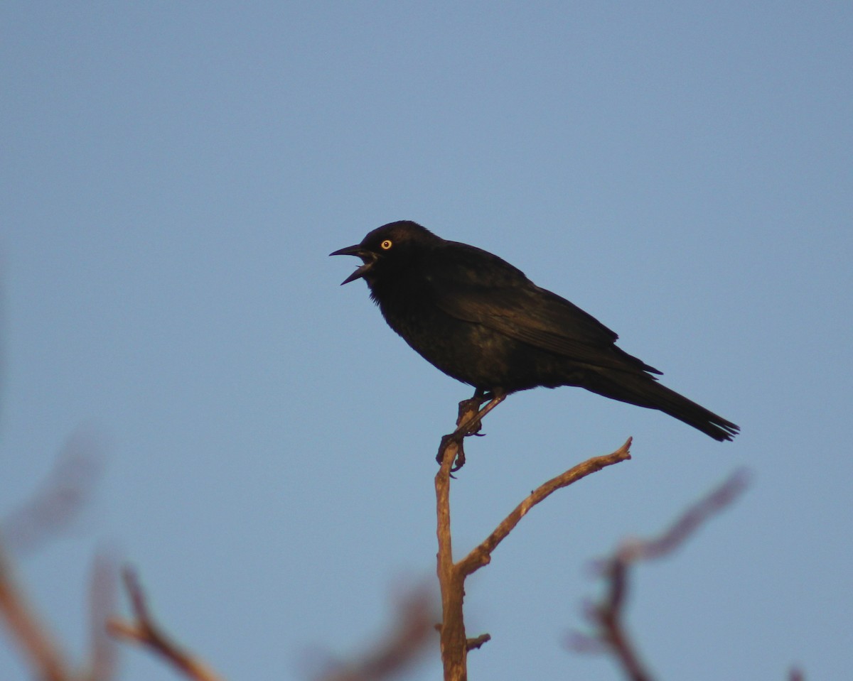 Brewer's Blackbird - ML469481081