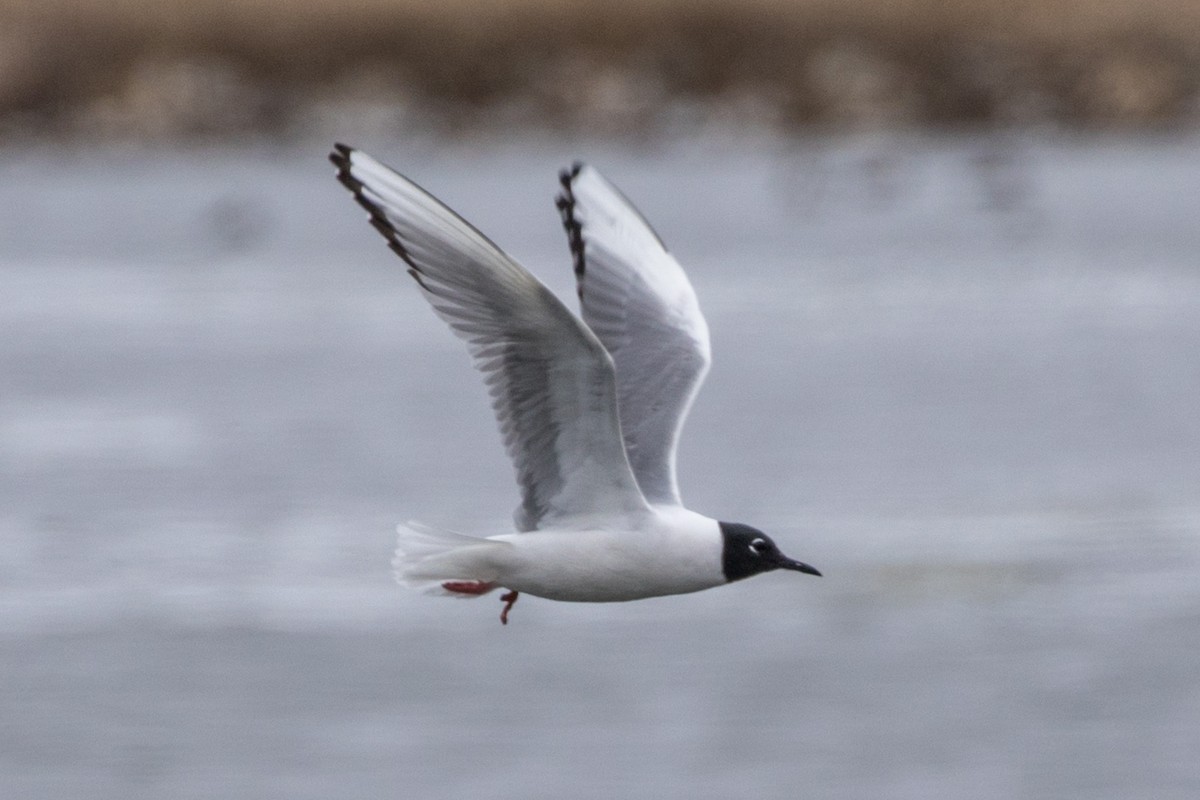 Bonaparte's Gull - ML469481331