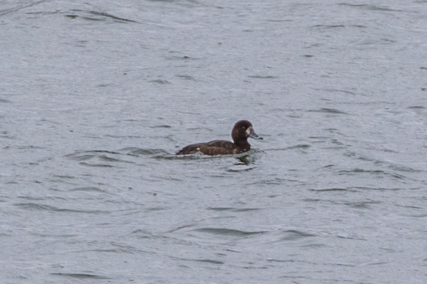 Greater Scaup - ML469481731