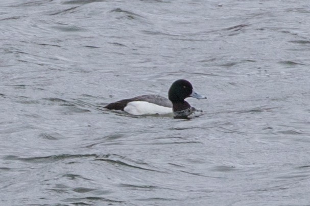 Greater Scaup - ML469481741