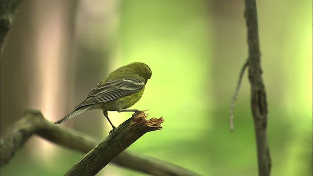 Pine Warbler - ML469482