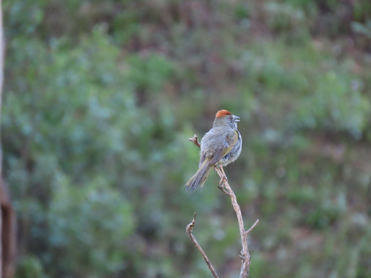 Green-tailed Towhee - ML469483701