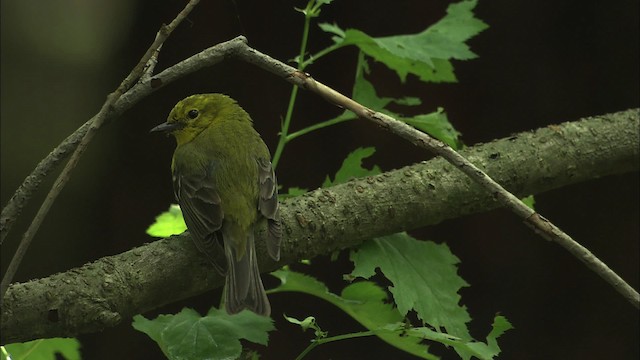 Pine Warbler - ML469485