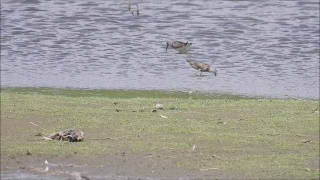 Stilt Sandpiper - ML469485091