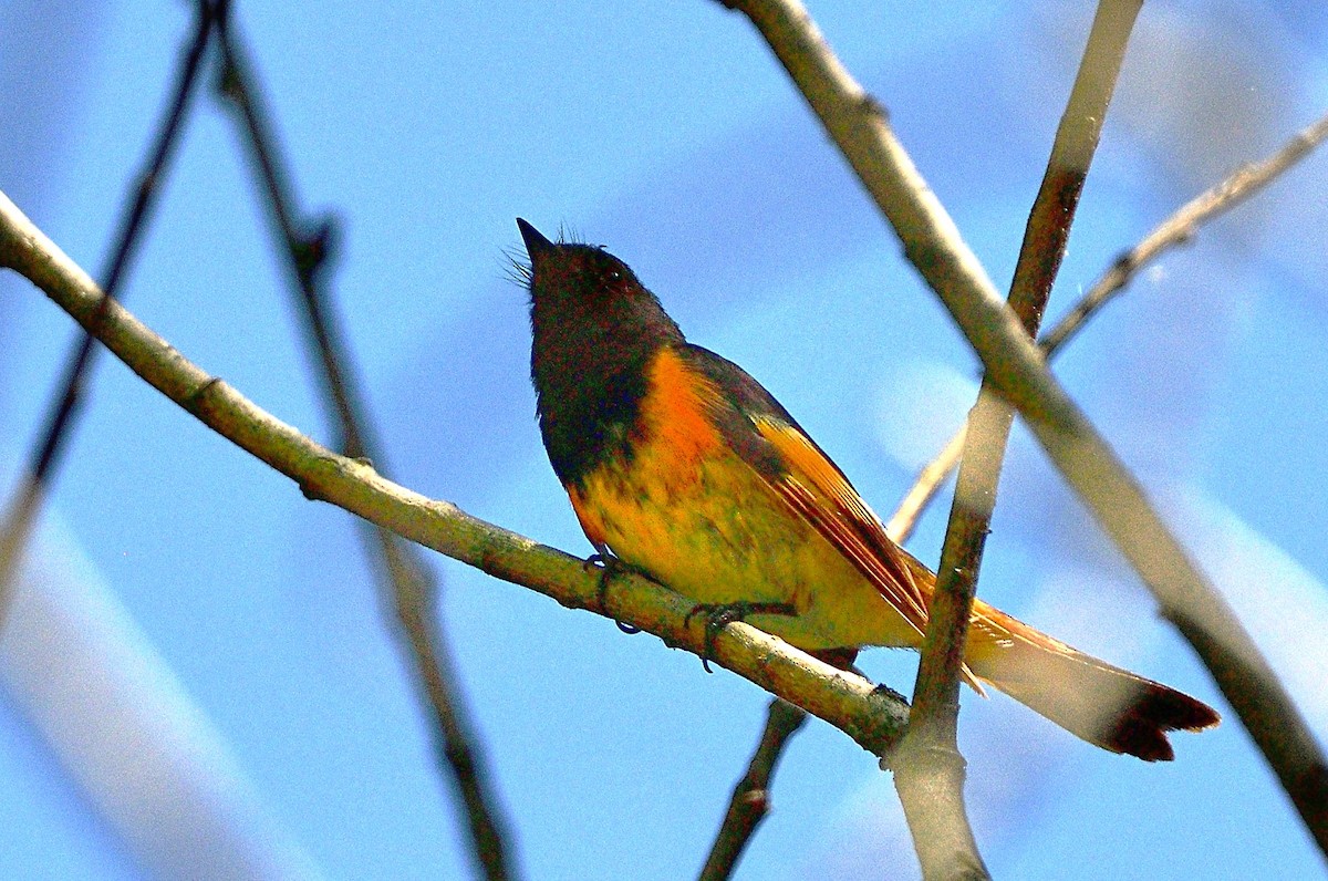 American Redstart - Pat McGrane