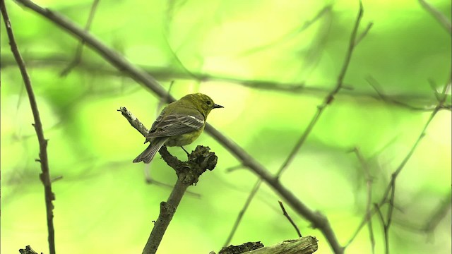 Pine Warbler - ML469486