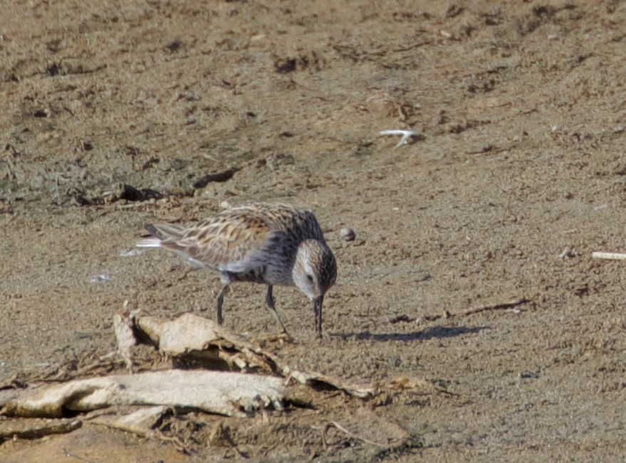 Dunlin - Ken Rosenberg