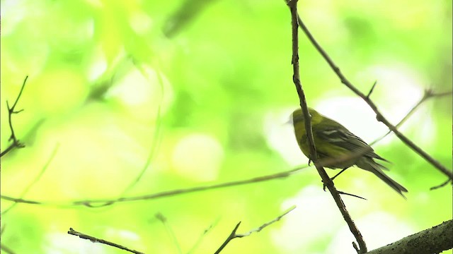 Pine Warbler - ML469487