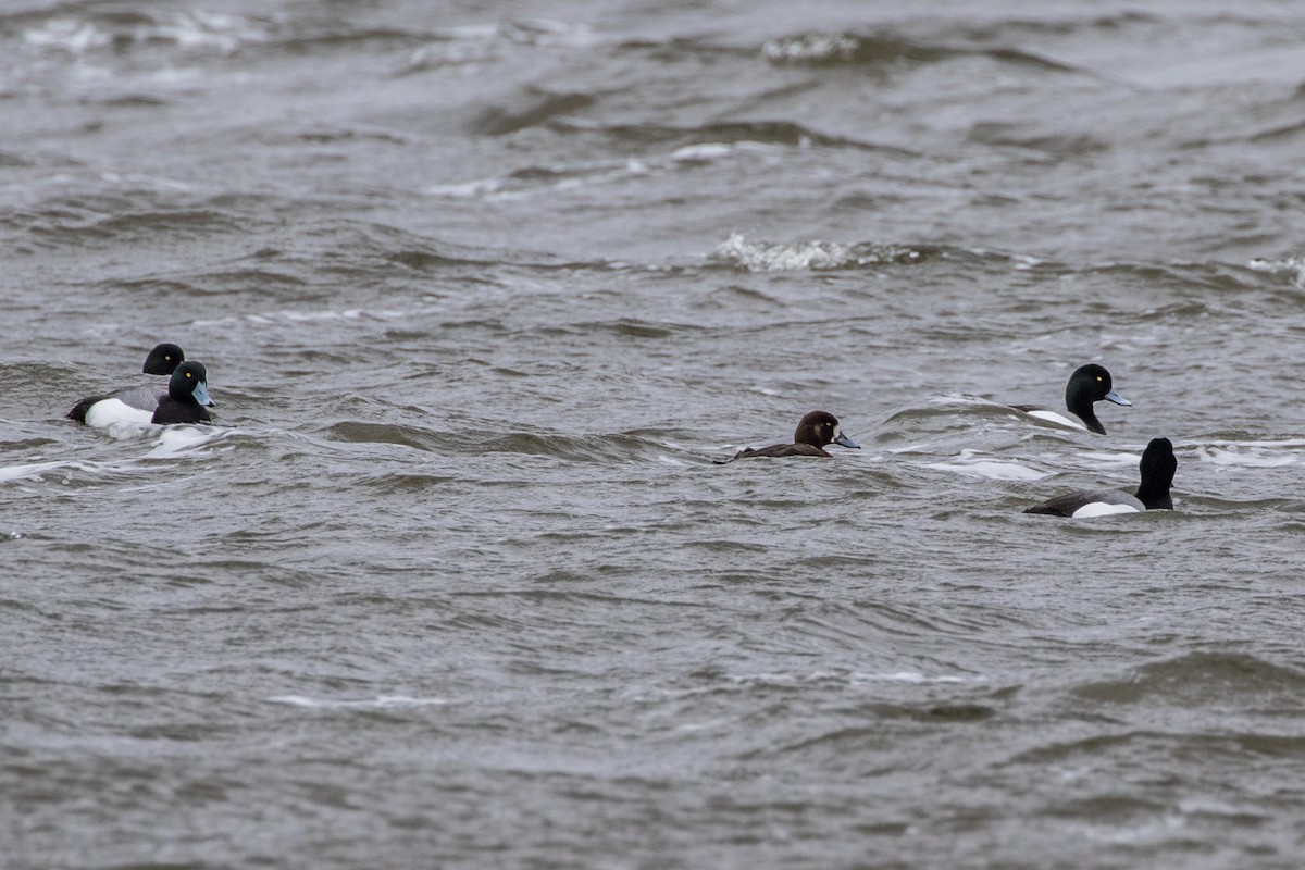 Greater Scaup - ML469487281