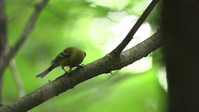 Pine Warbler - ML469488