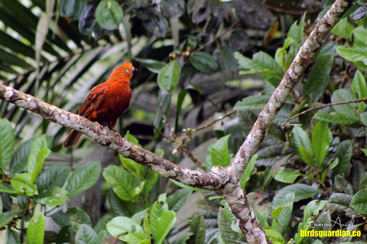 Andean Cock-of-the-rock - ML469488361