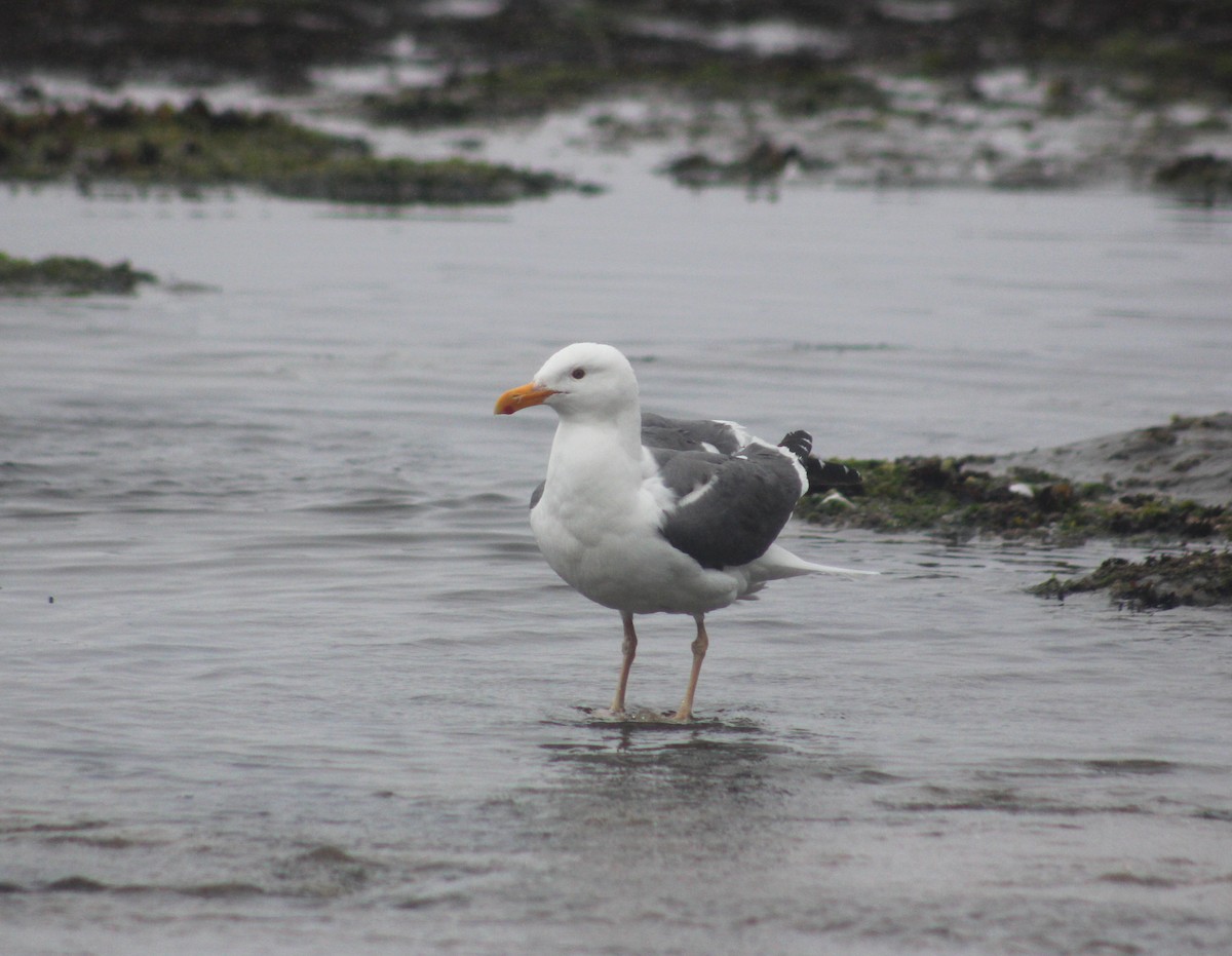 Western Gull - ML469488741