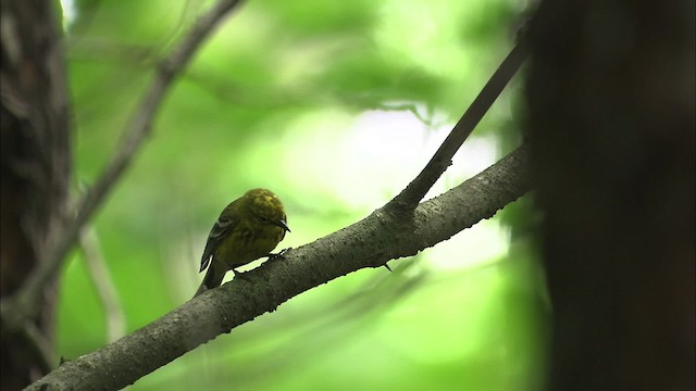 Pine Warbler - ML469489