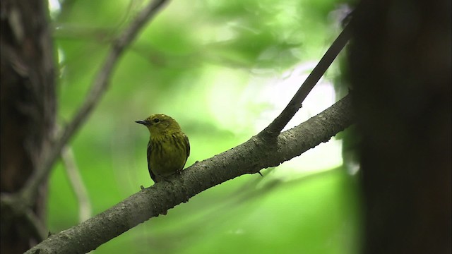 Pine Warbler - ML469490