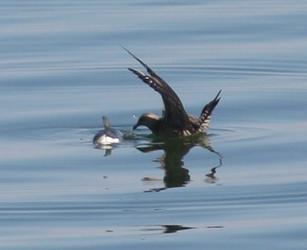 Long-tailed Jaeger - ML469490821