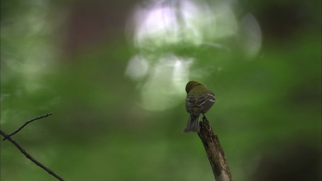 Pine Warbler - ML469491