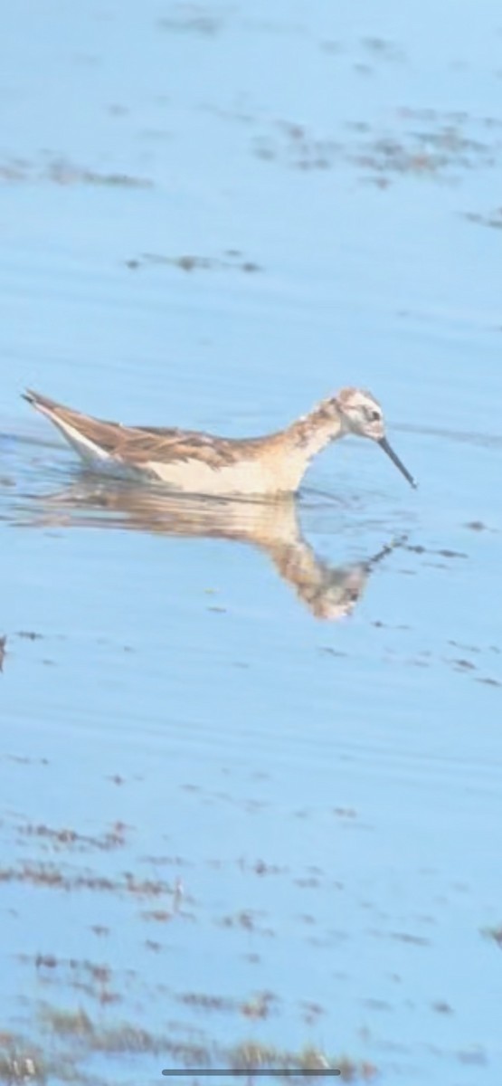 Wilson's Phalarope - ML469491471