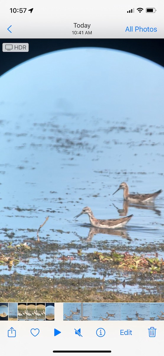 Wilson's Phalarope - marigold ardron