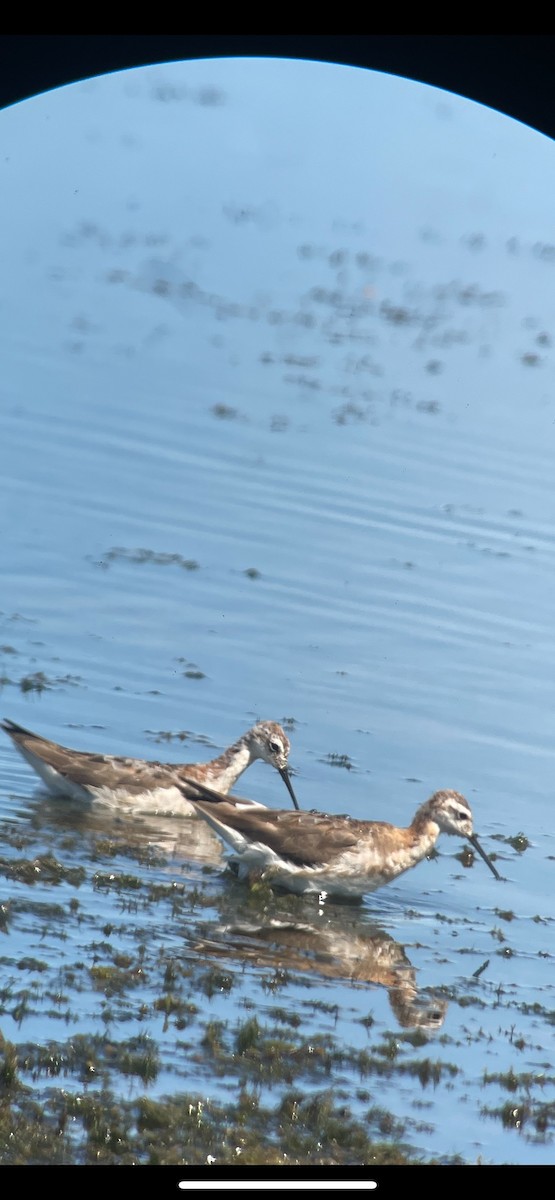 Wilson's Phalarope - ML469491501