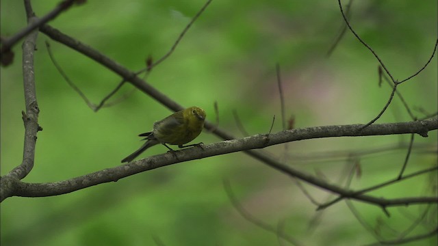 Pine Warbler - ML469492