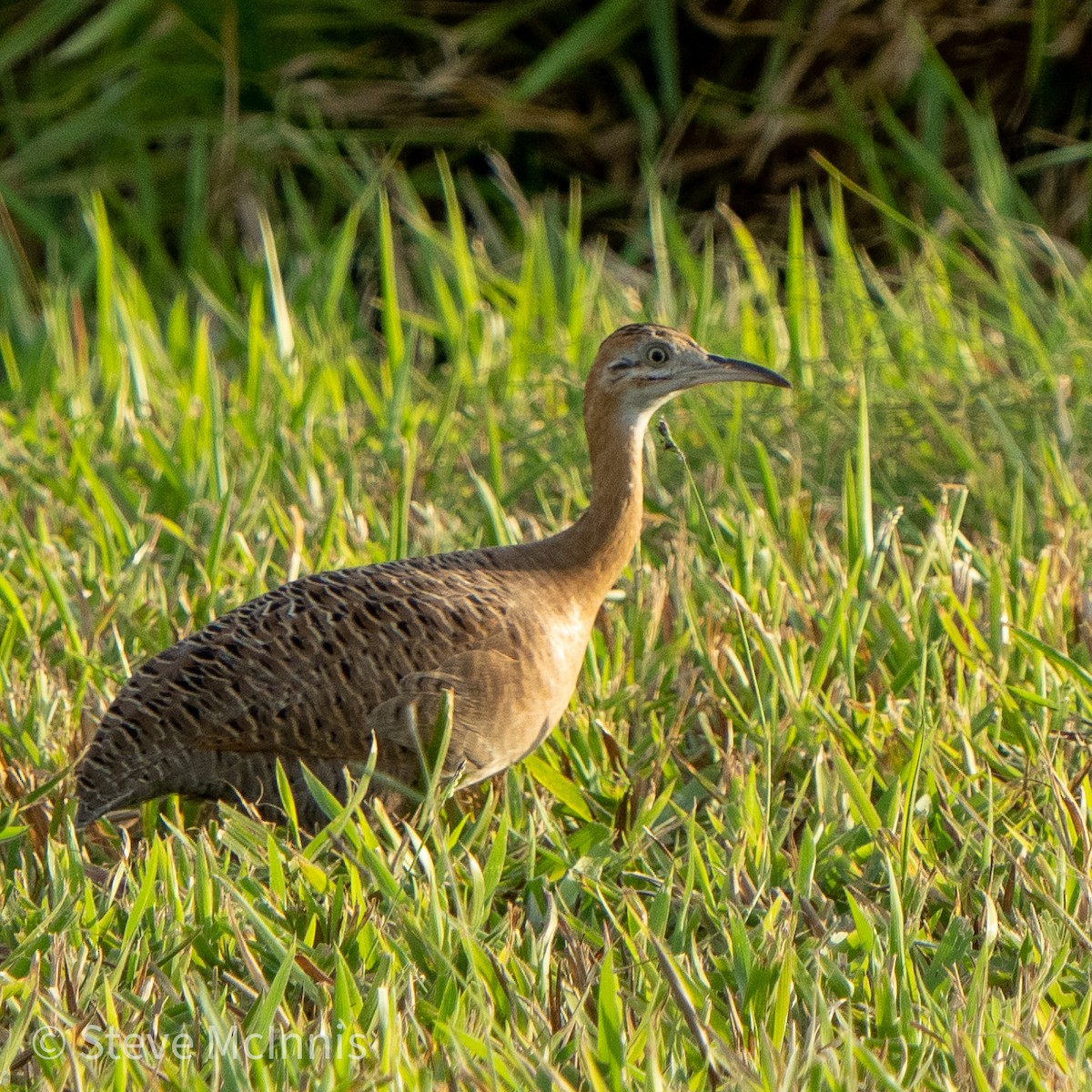 Red-winged Tinamou - ML469493351