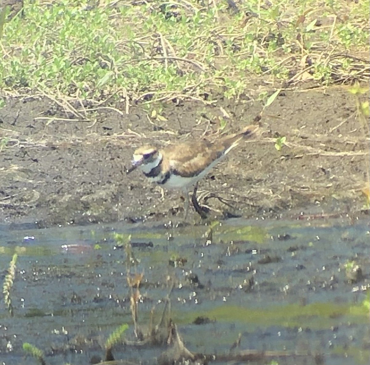 Killdeer - ML469495721
