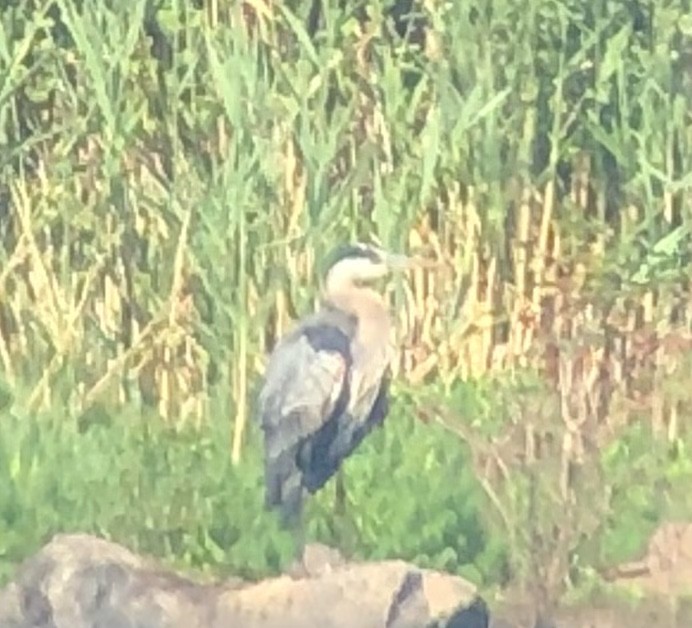 Great Blue Heron - ML469495841