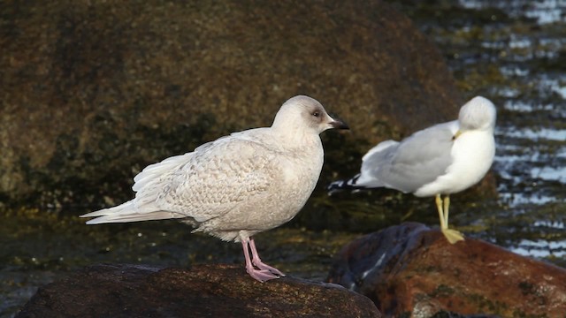 アイスランドカモメ（亜種 クムリーンカモメ） - eBird