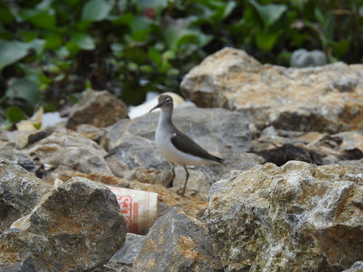 Spotted Sandpiper - ML469497221