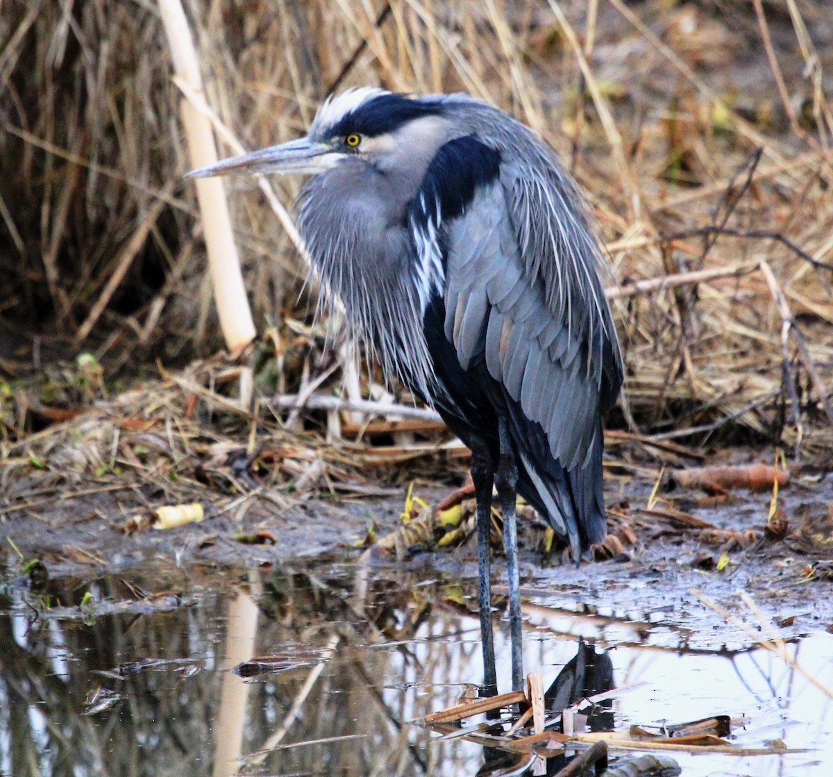 Great Blue Heron - Nels Nelson