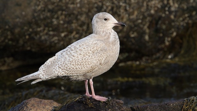 Gaviota Groenlandesa (kumlieni) - ML469498