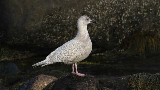 アイスランドカモメ（亜種 クムリーンカモメ） - eBird